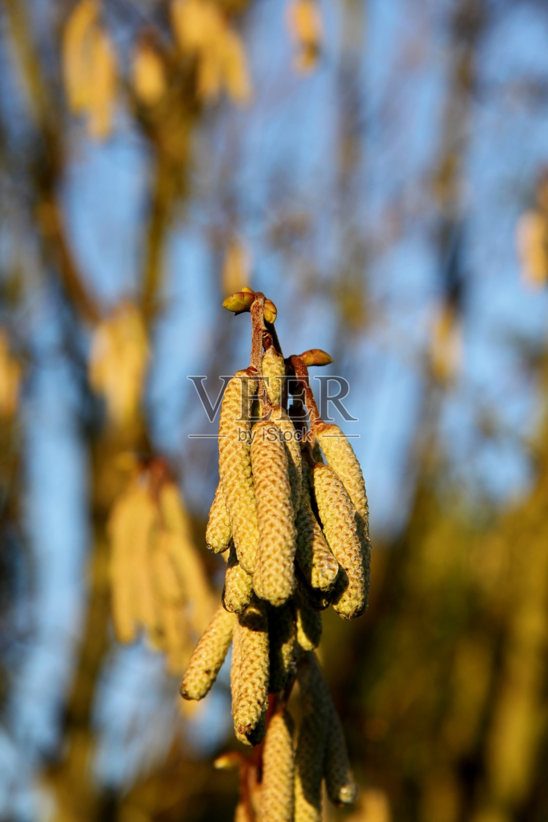榛树开花了照片摄影图片