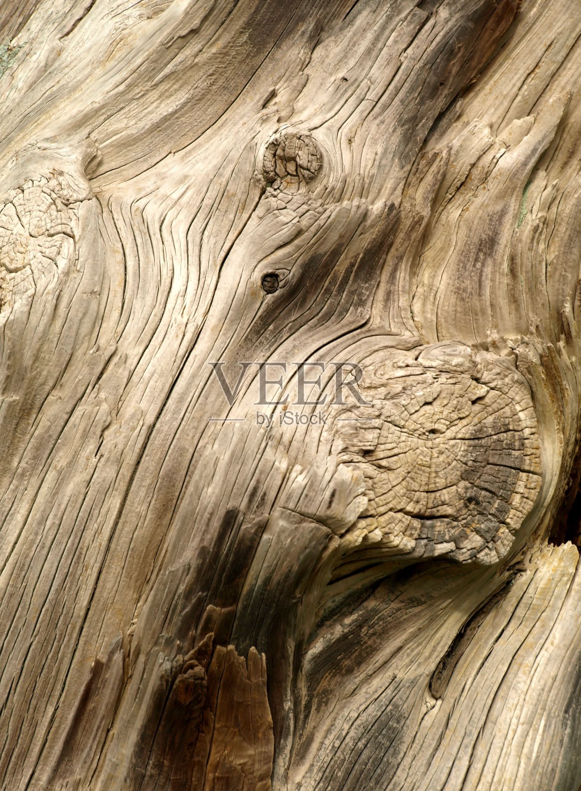 树的纹理照片摄影图片