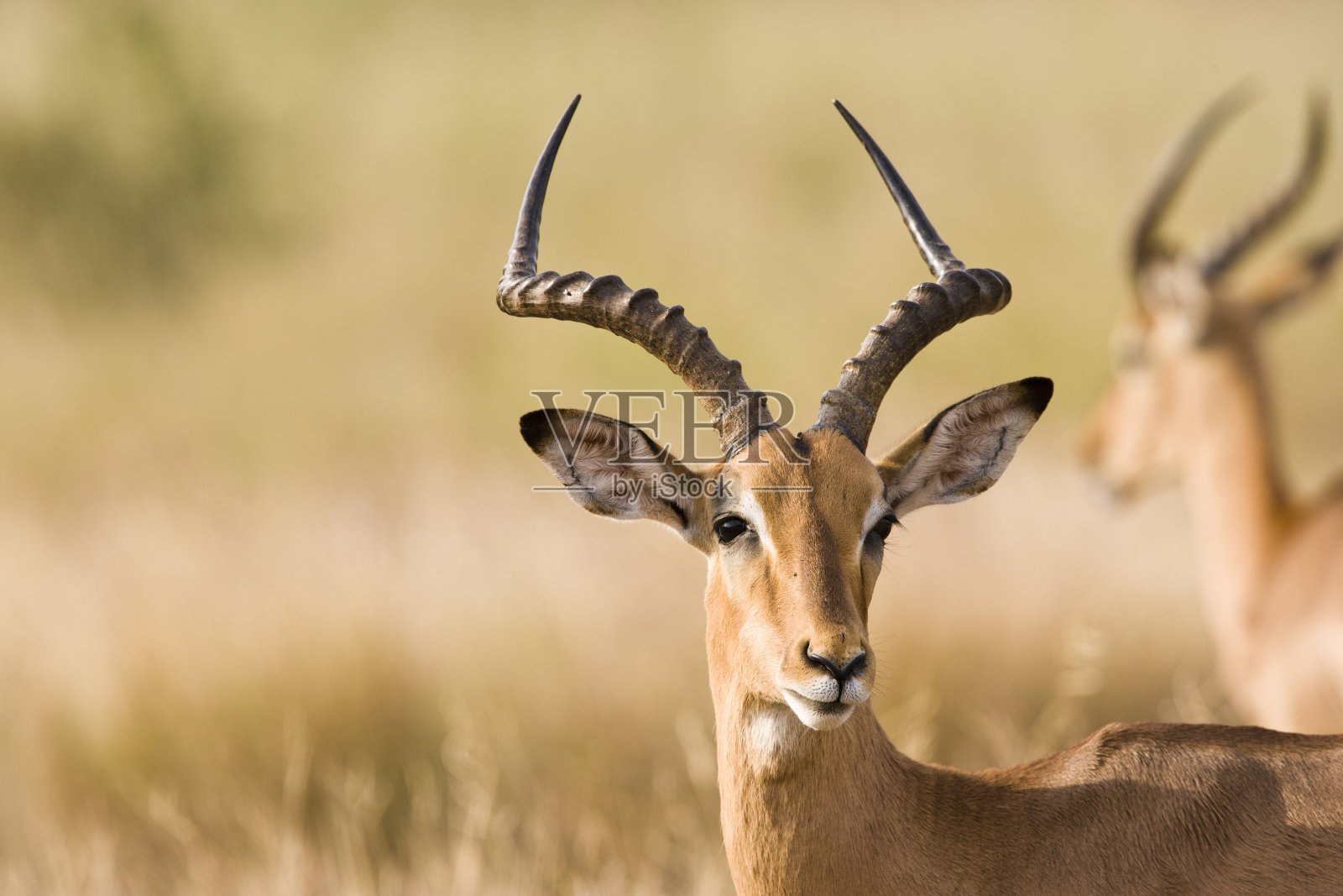 黑斑羚。照片摄影图片