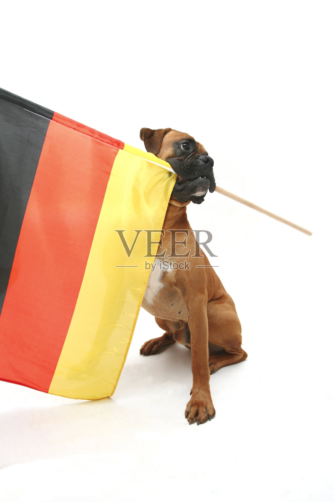 爱国的狗照片摄影图片