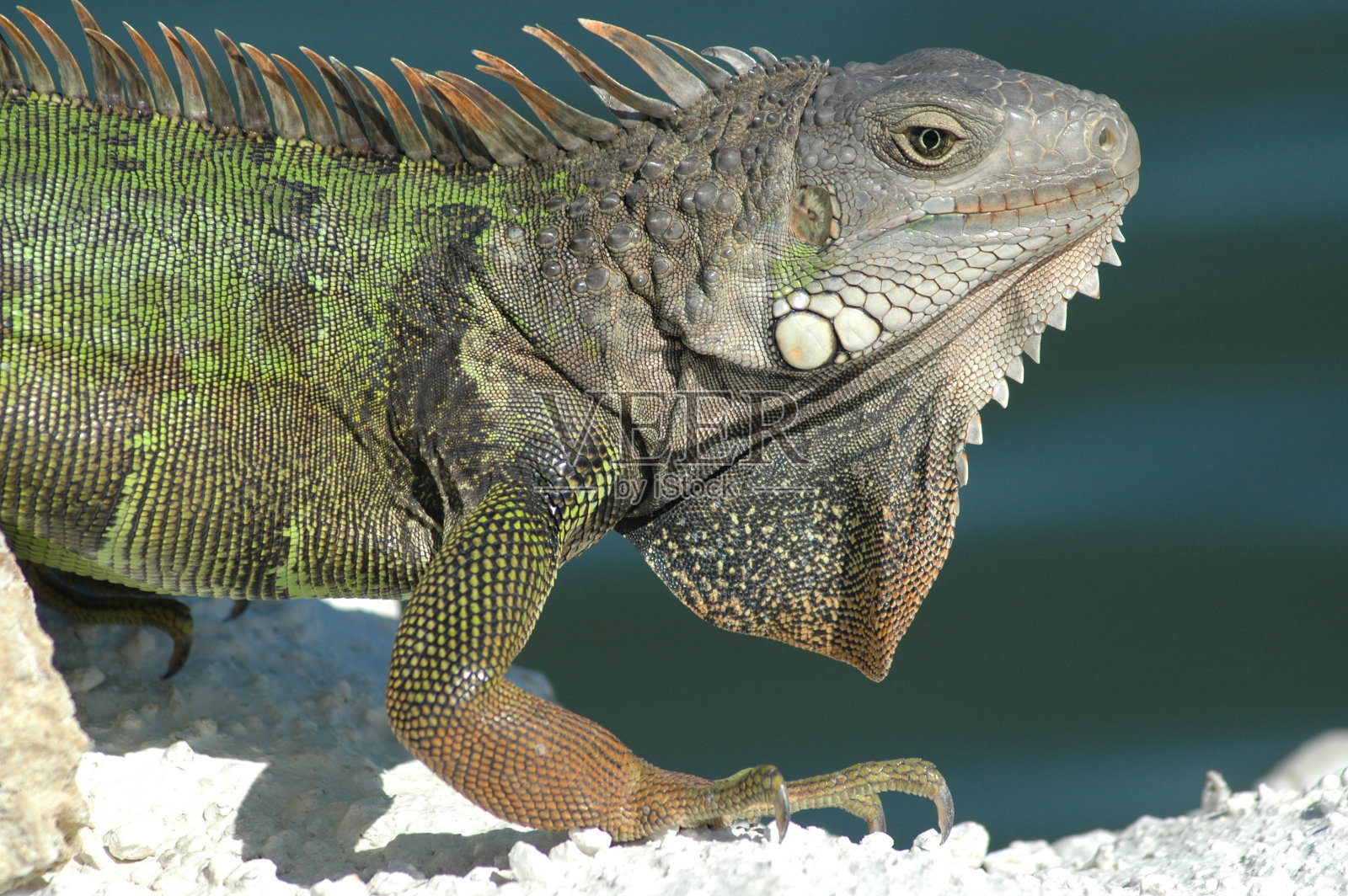 佛罗里达鬣蜥照片摄影图片