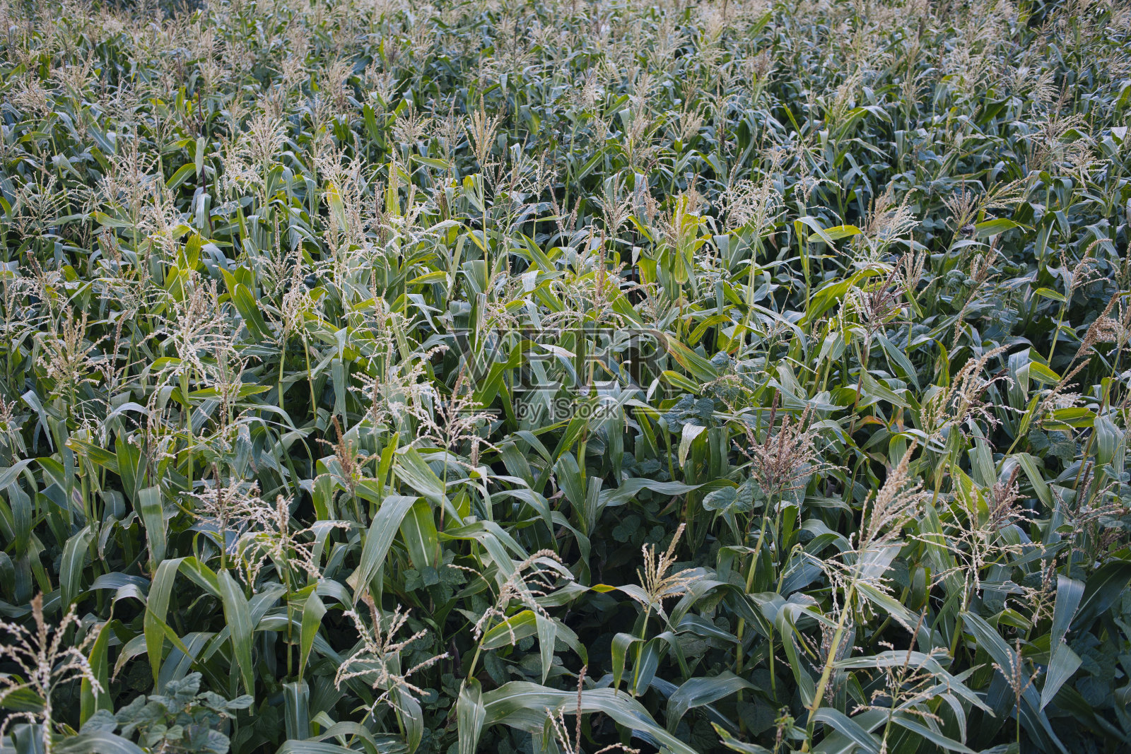 字段的玉米。照片摄影图片