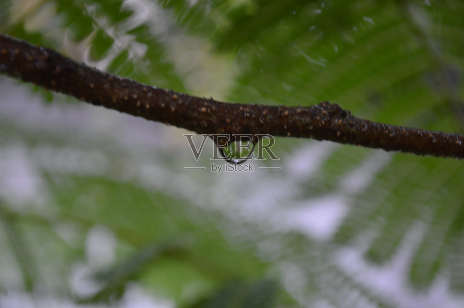 雨滴树照片摄影图片