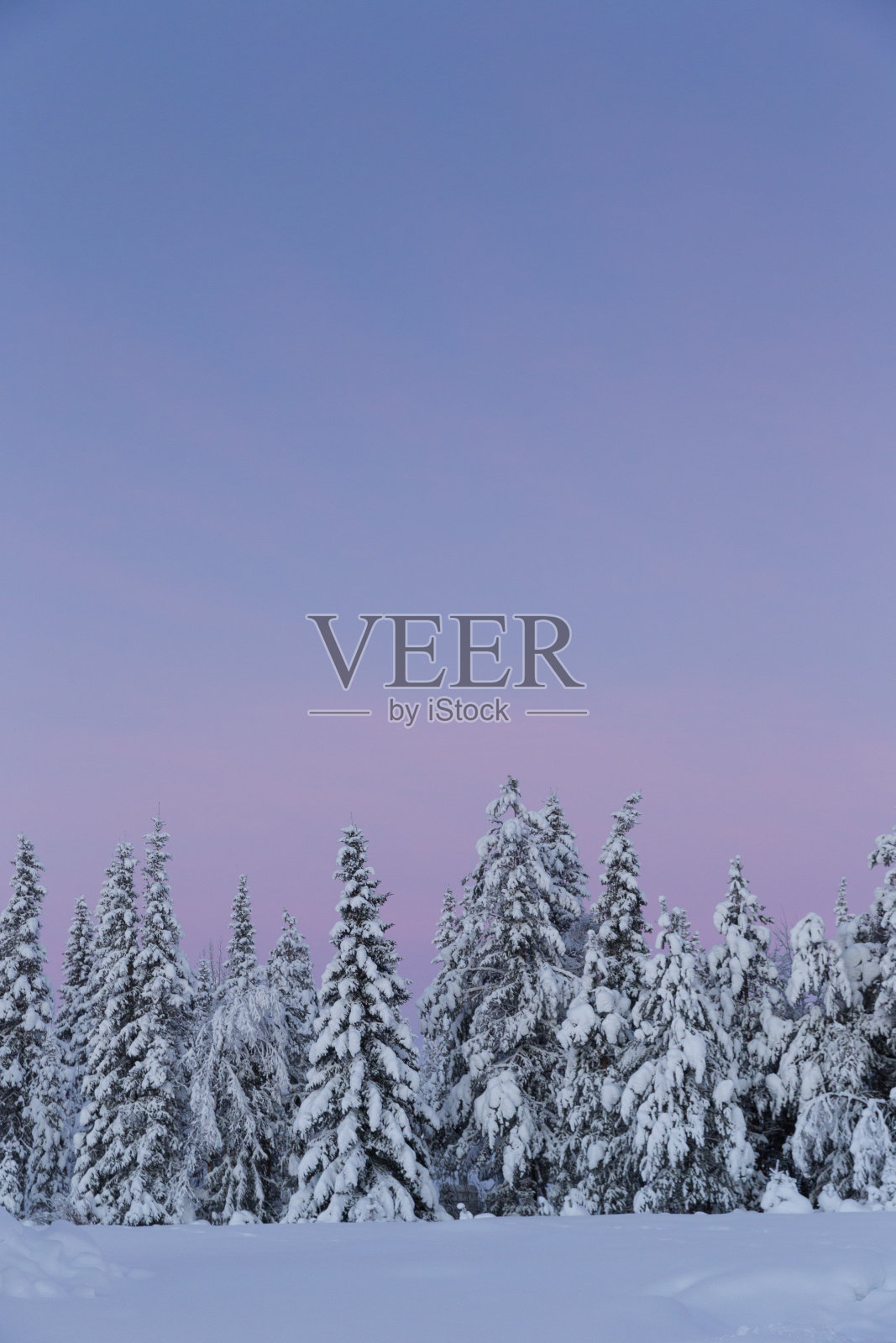 冬季日出的北极雪林景观照片摄影图片