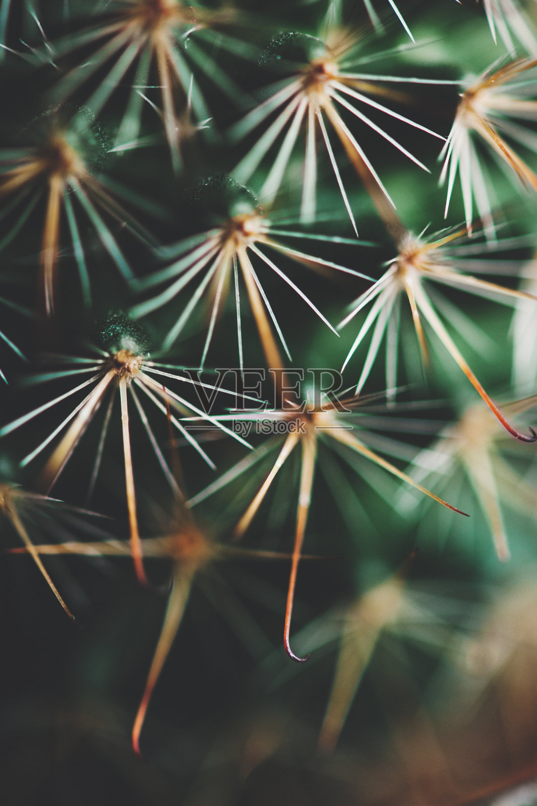 仙人掌的特写照片摄影图片