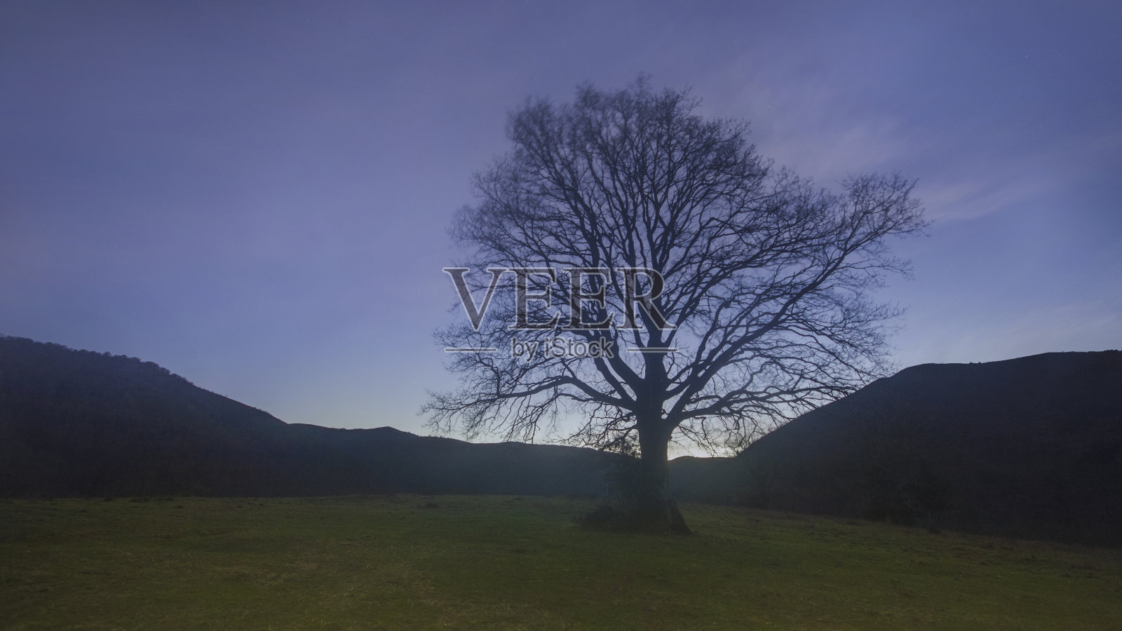 夜晚的树照片摄影图片