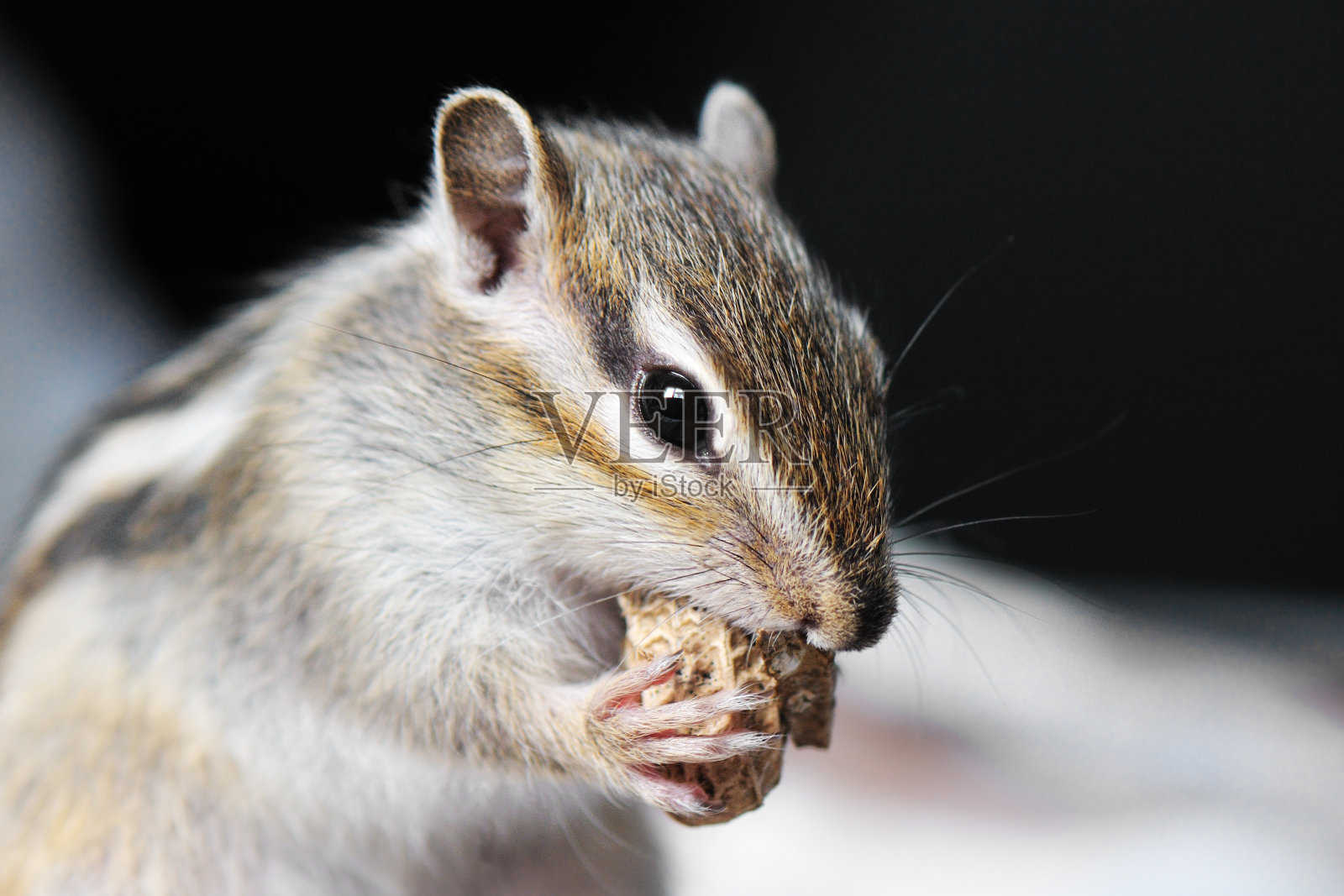 花栗鼠与花生照片摄影图片