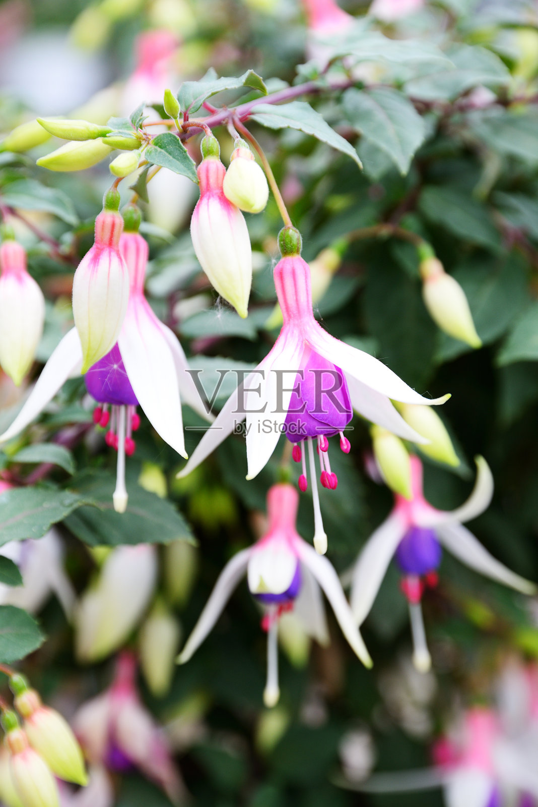 富希亚花照片摄影图片