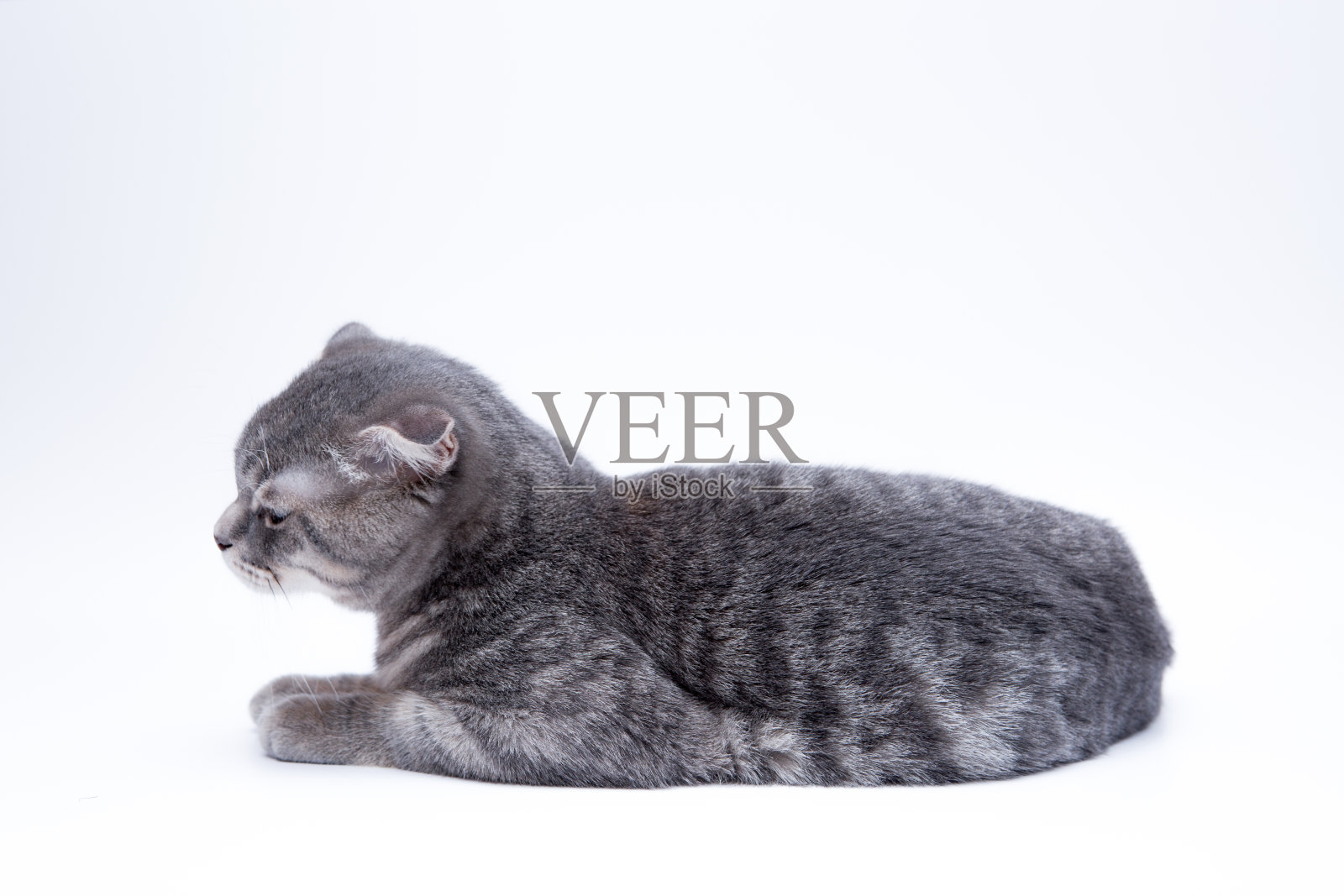孤立在白色上的苏格兰折猫照片摄影图片