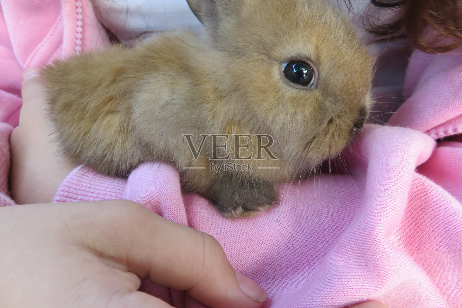 温柔的照片摄影图片