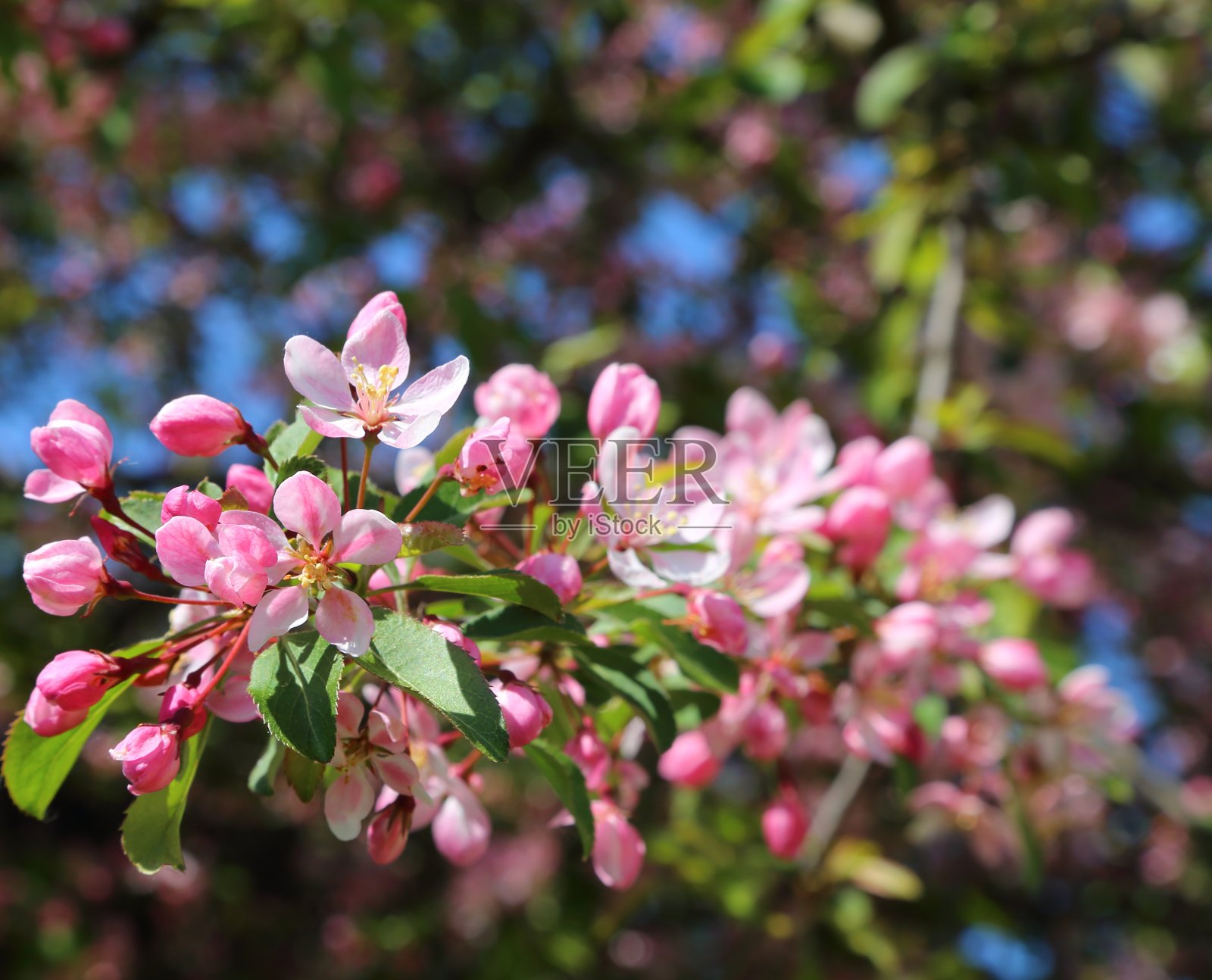 山楂开花-苹果照片摄影图片