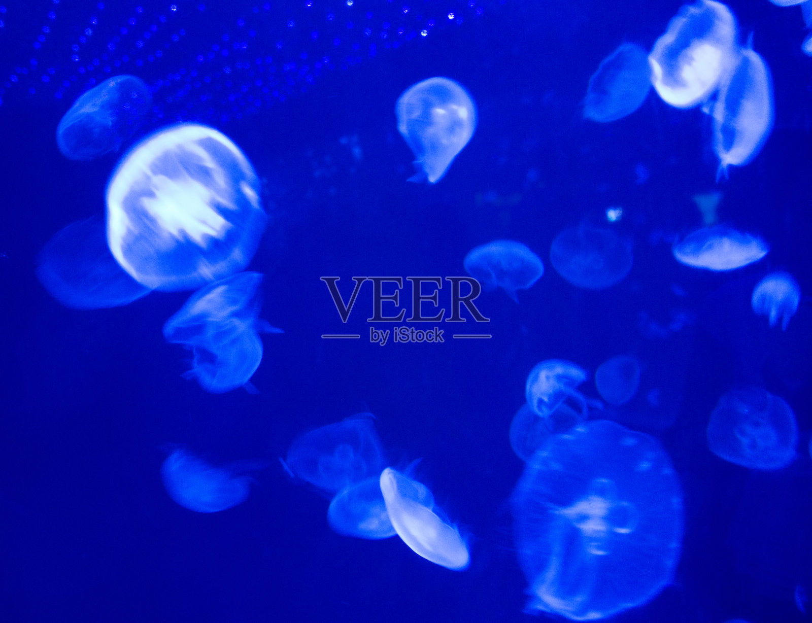 水母照片摄影图片