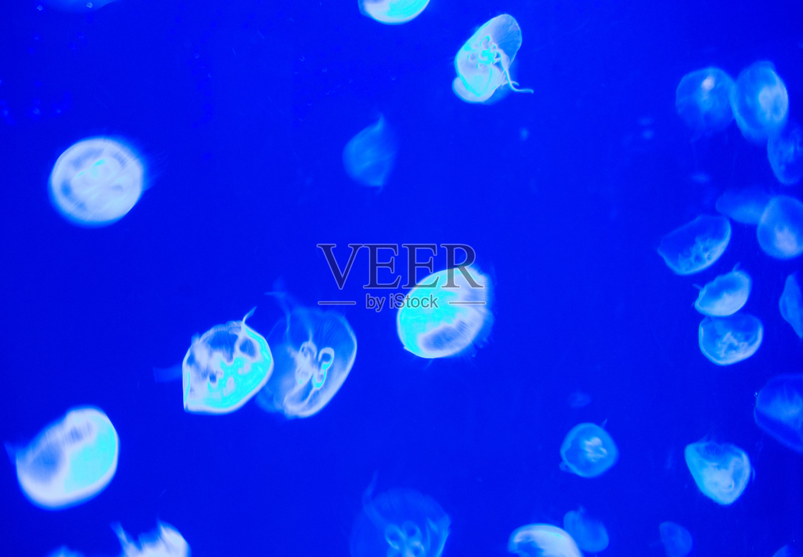 水母照片摄影图片