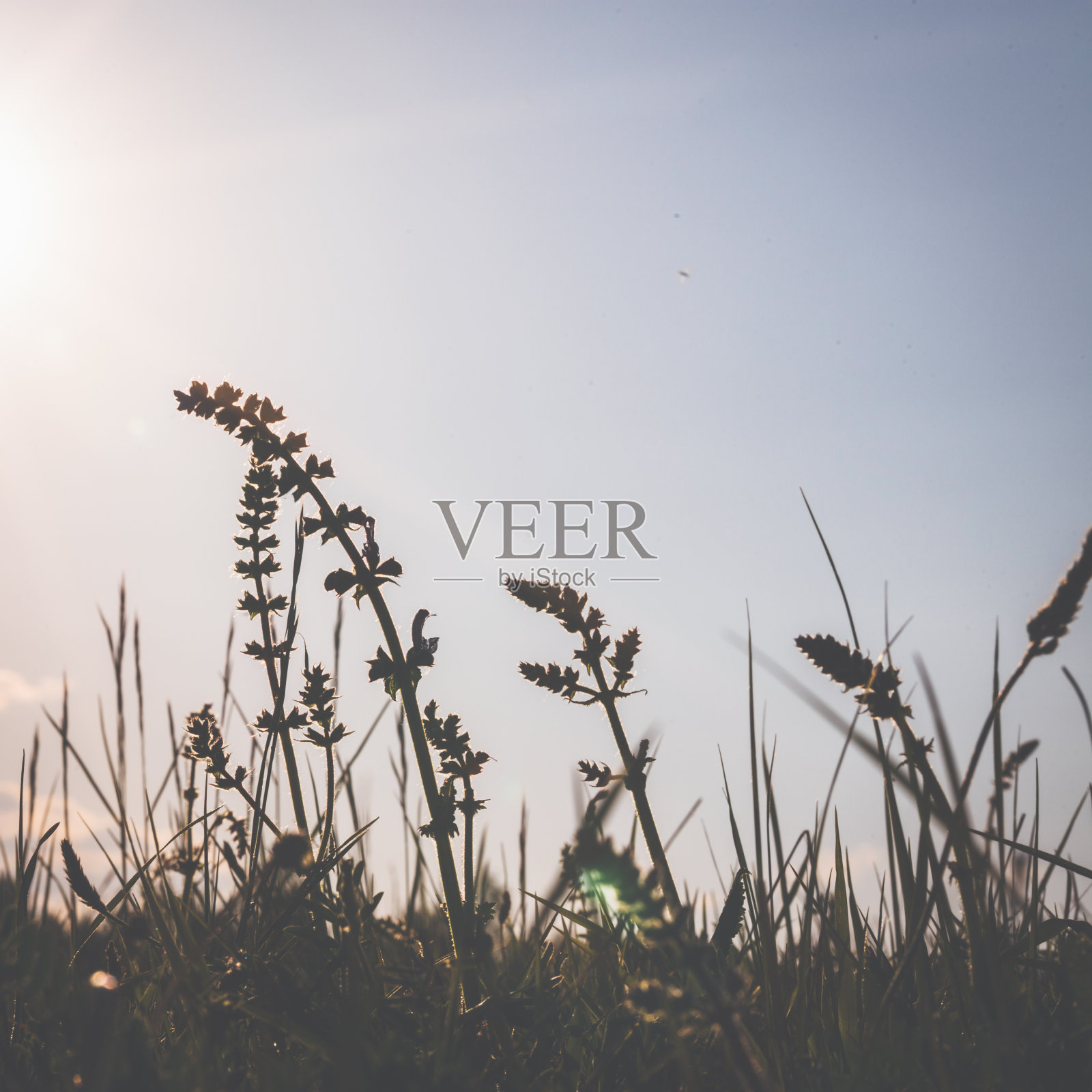 夏日温暖的阳光下草地上的野草照片摄影图片