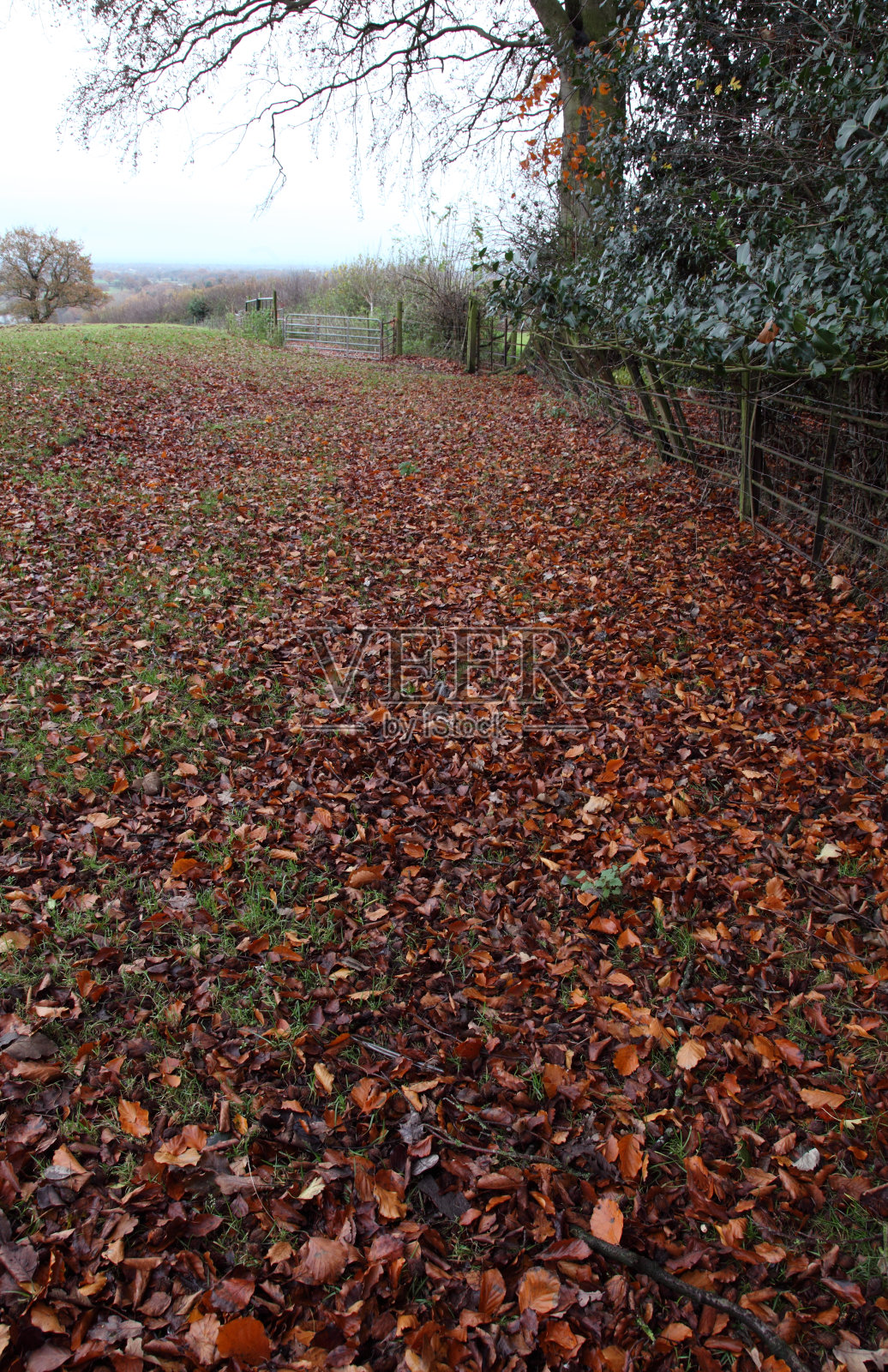秋天的落叶照片摄影图片