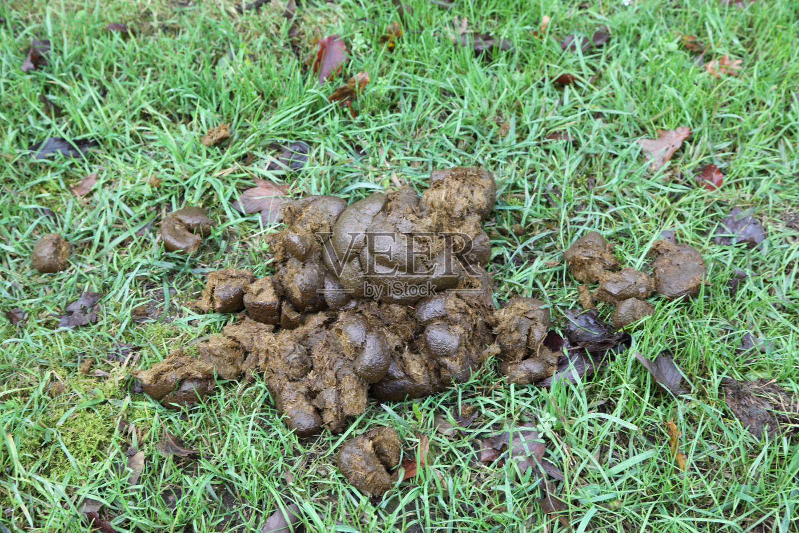 马粪照片摄影图片