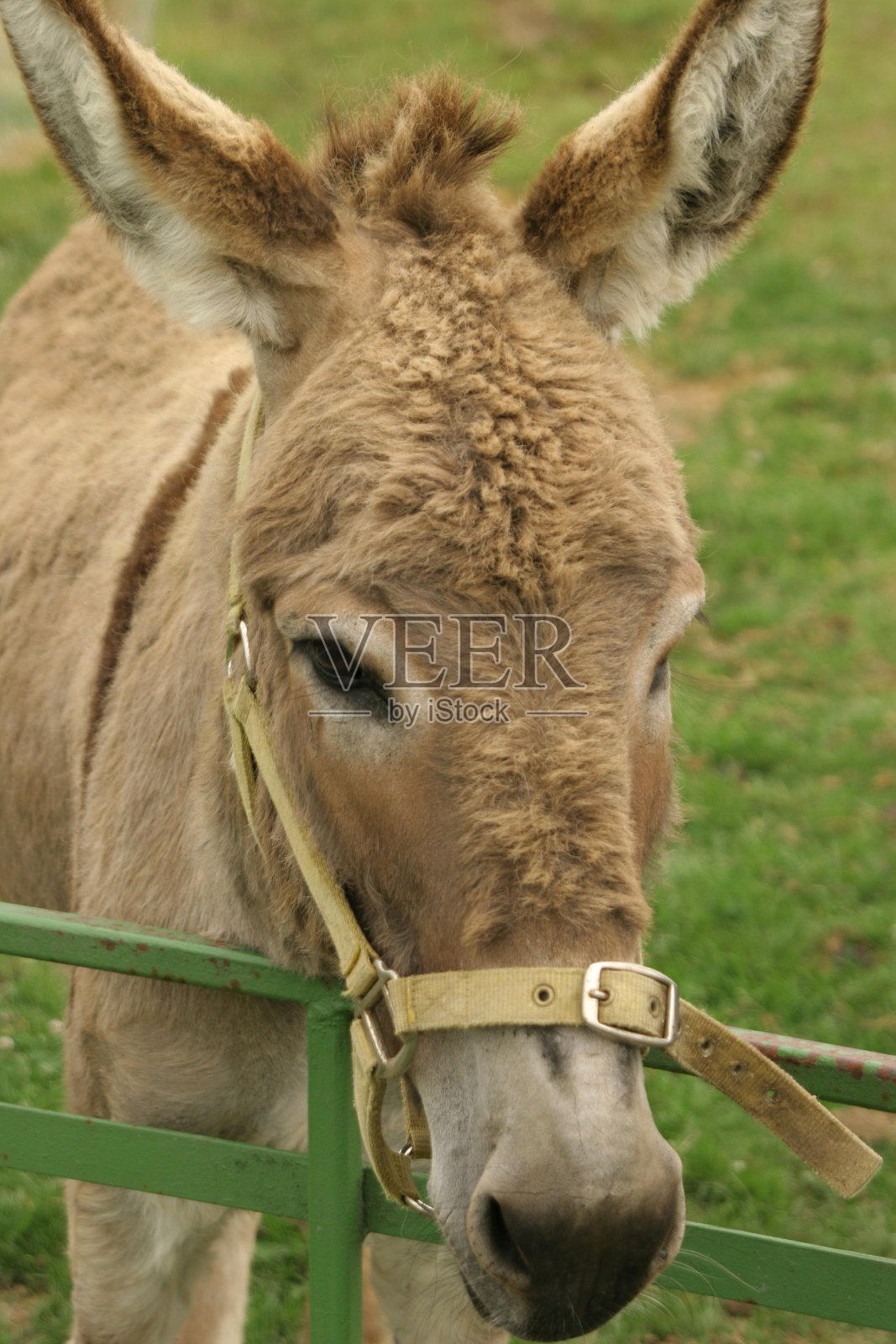 驴特写照片摄影图片