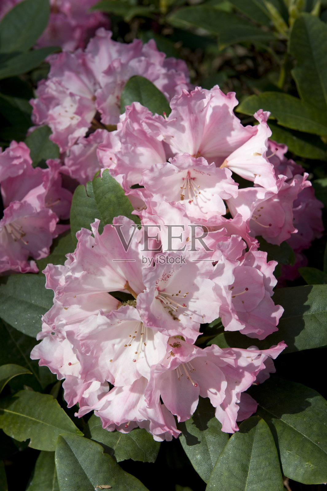 杜鹃照片摄影图片