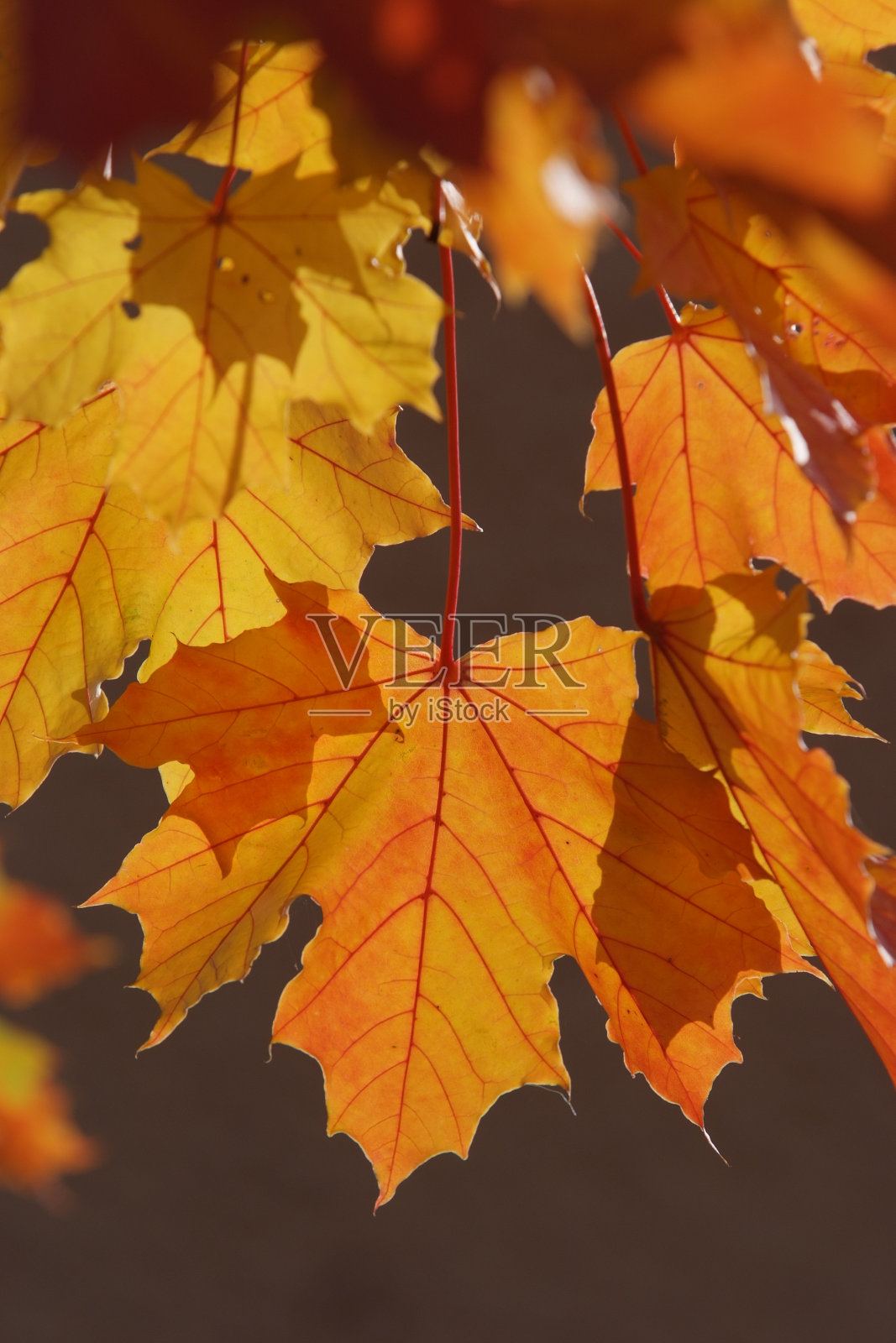 枫叶照片摄影图片