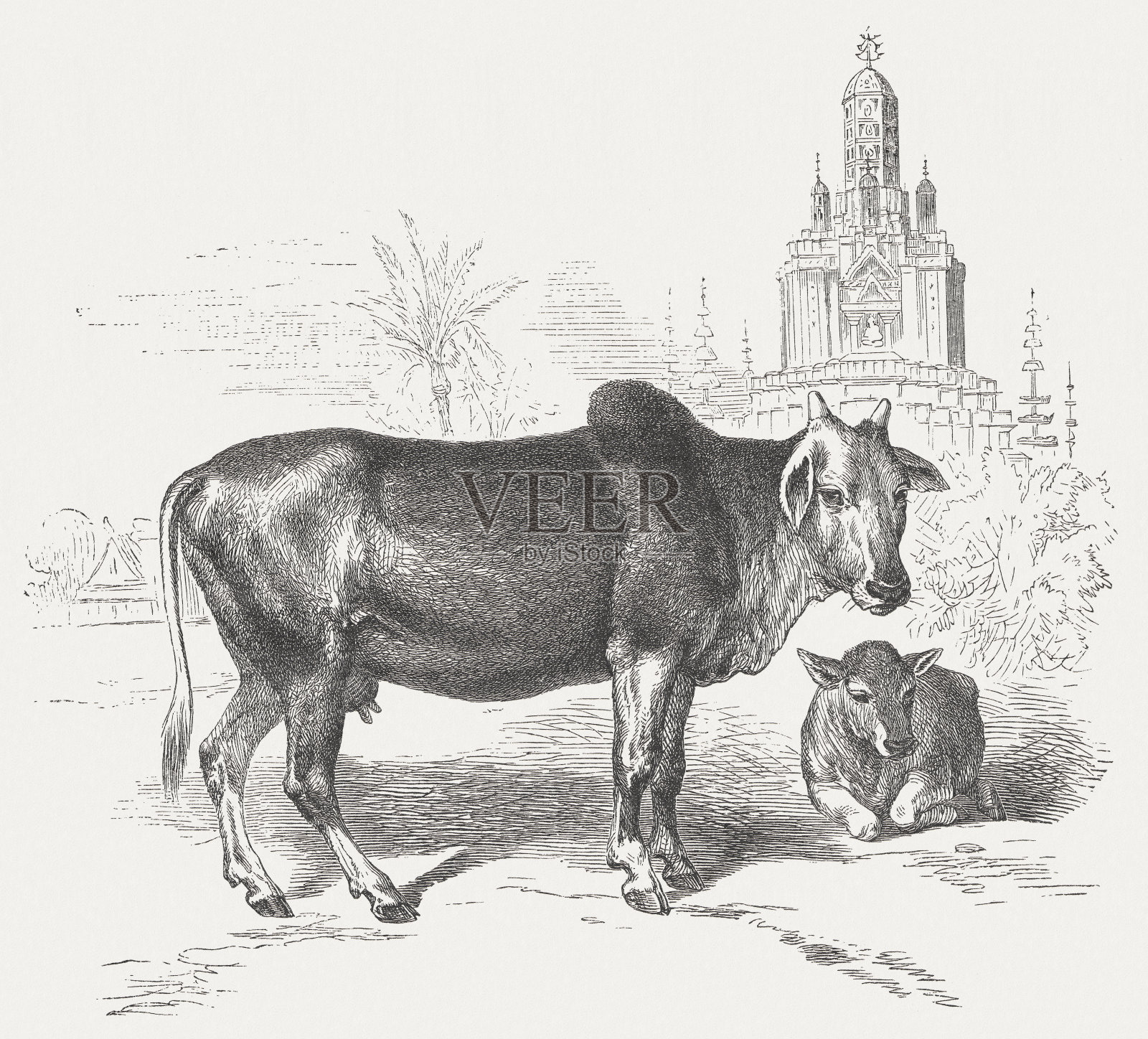 印度瘤牛(Bos primigenius indicus),木刻,1875年出版插画图片素材
