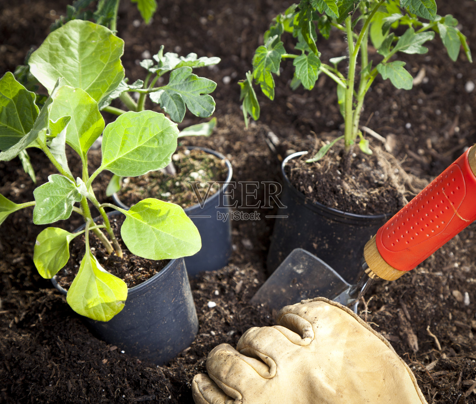 园艺照片摄影图片