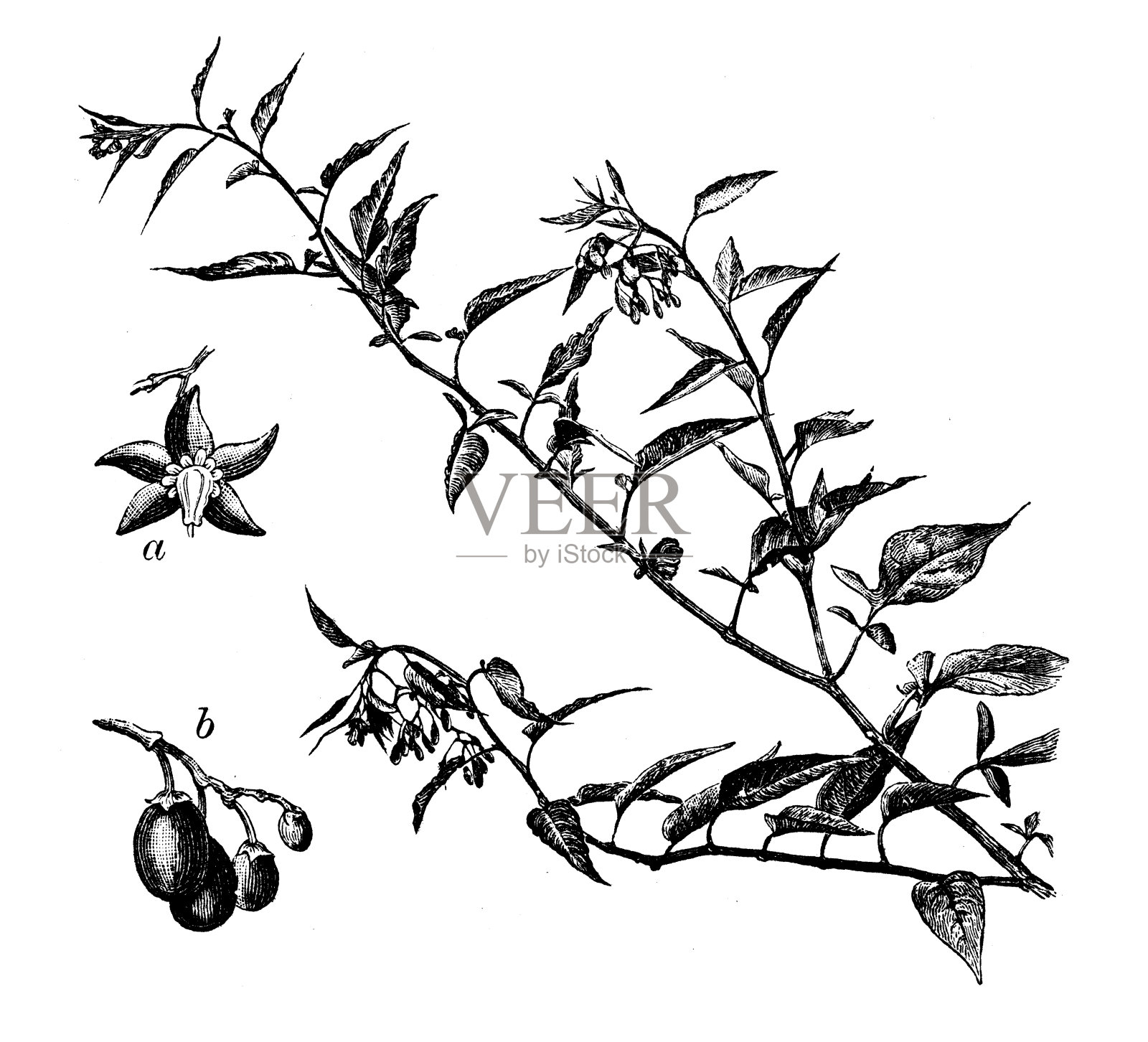 花椰菜的古董插图(苦乐参半)设计元素图片