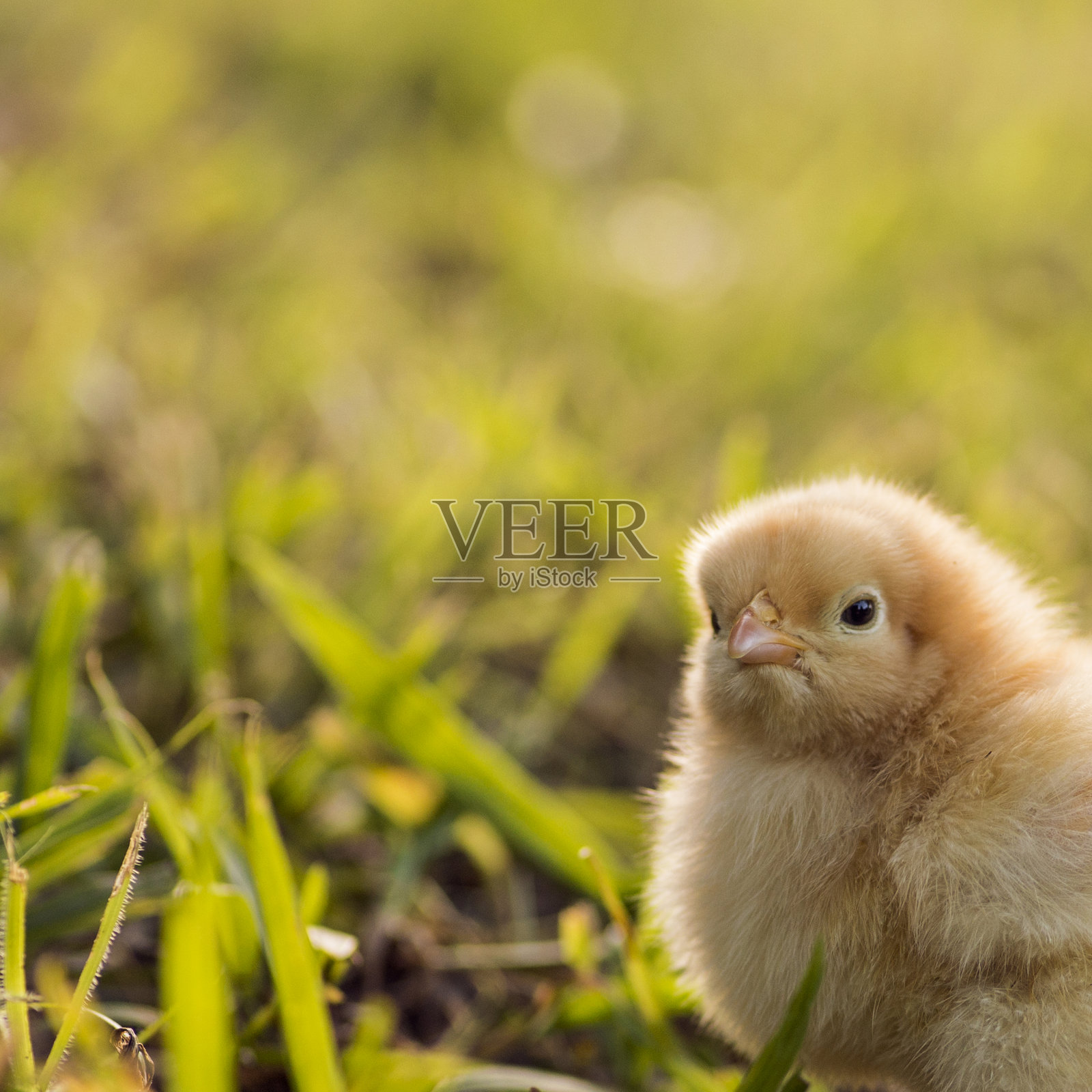 牛子,小矮脚鸡照片摄影图片