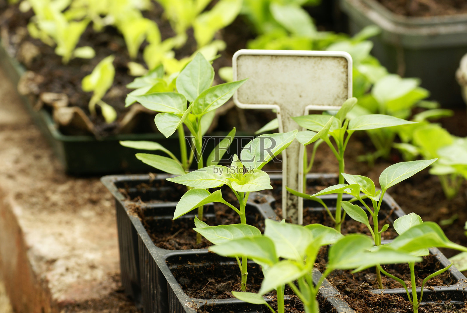幼苗照片摄影图片