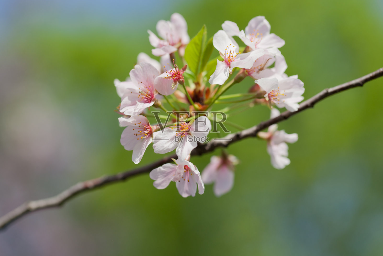 樱花照片摄影图片