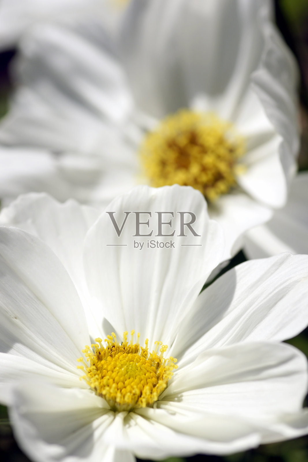 白色cosmee花照片摄影图片