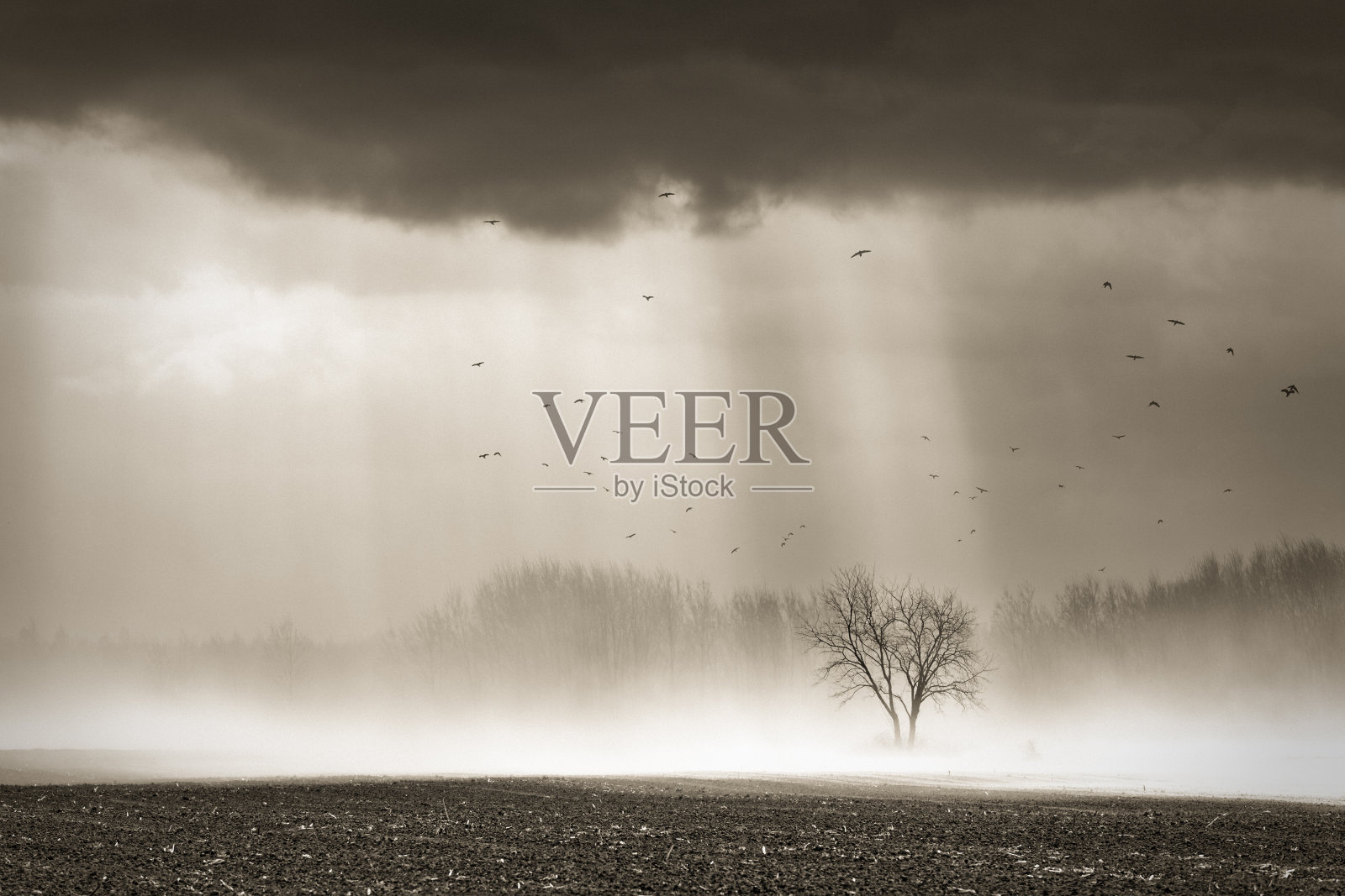 沙尘暴伴着鸟群照片摄影图片