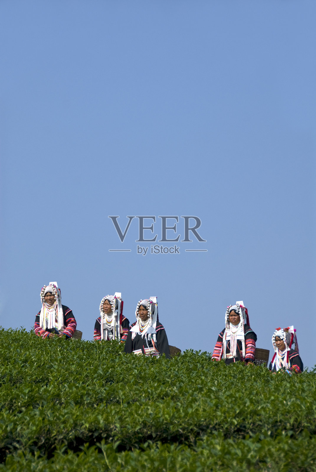 五名阿卡采茶人照片摄影图片