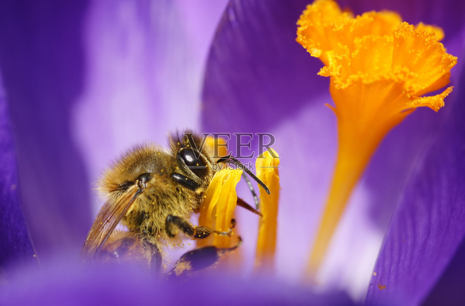 蜜蜂在磨粉照片摄影图片