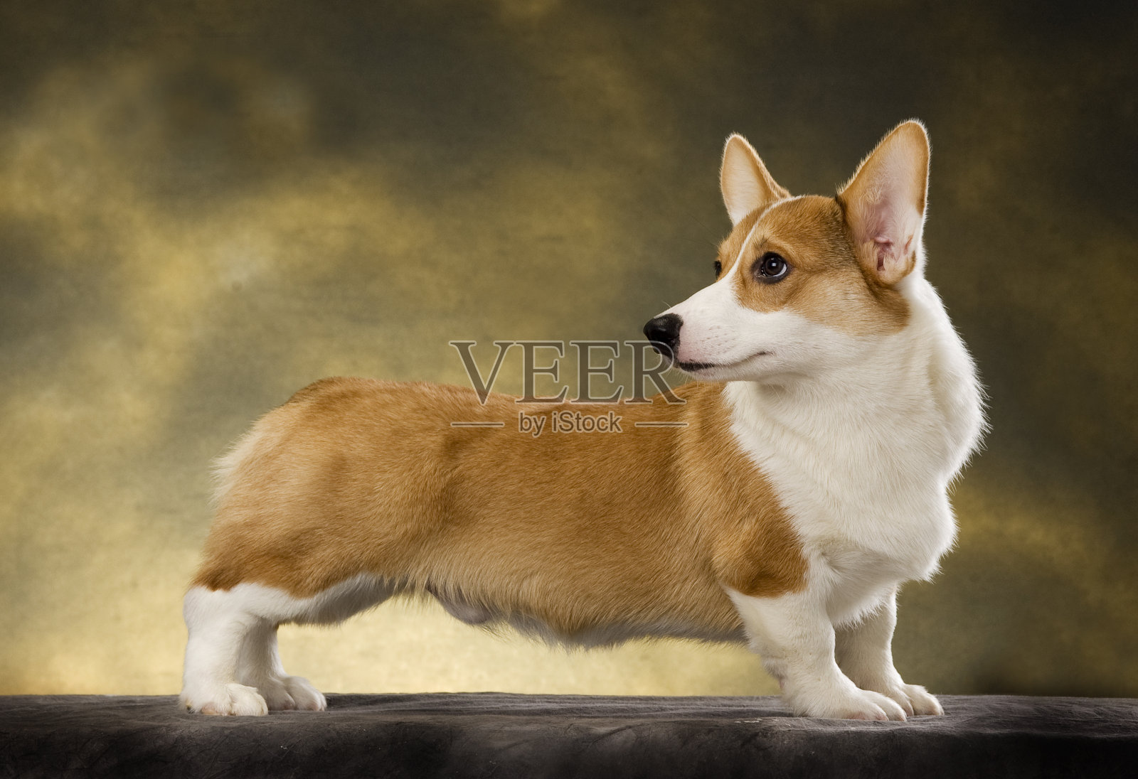 狗照片摄影图片