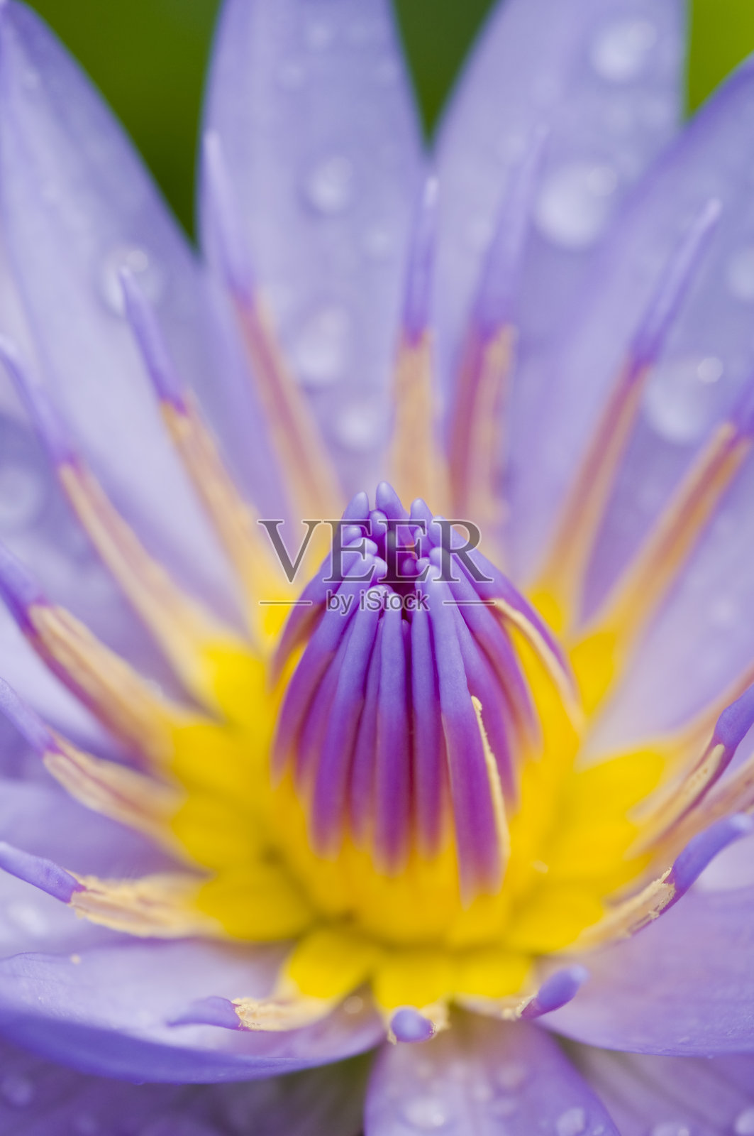 奇异的水滴睡莲。照片摄影图片