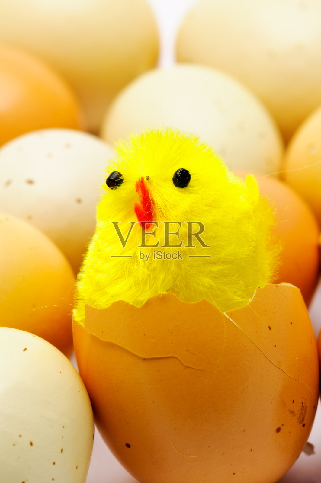 小鸡在蛋照片摄影图片
