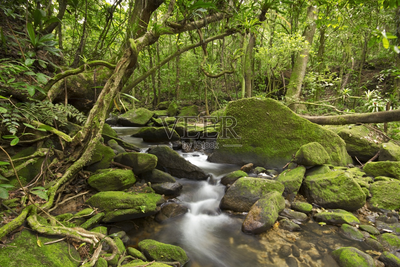 森林照片摄影图片
