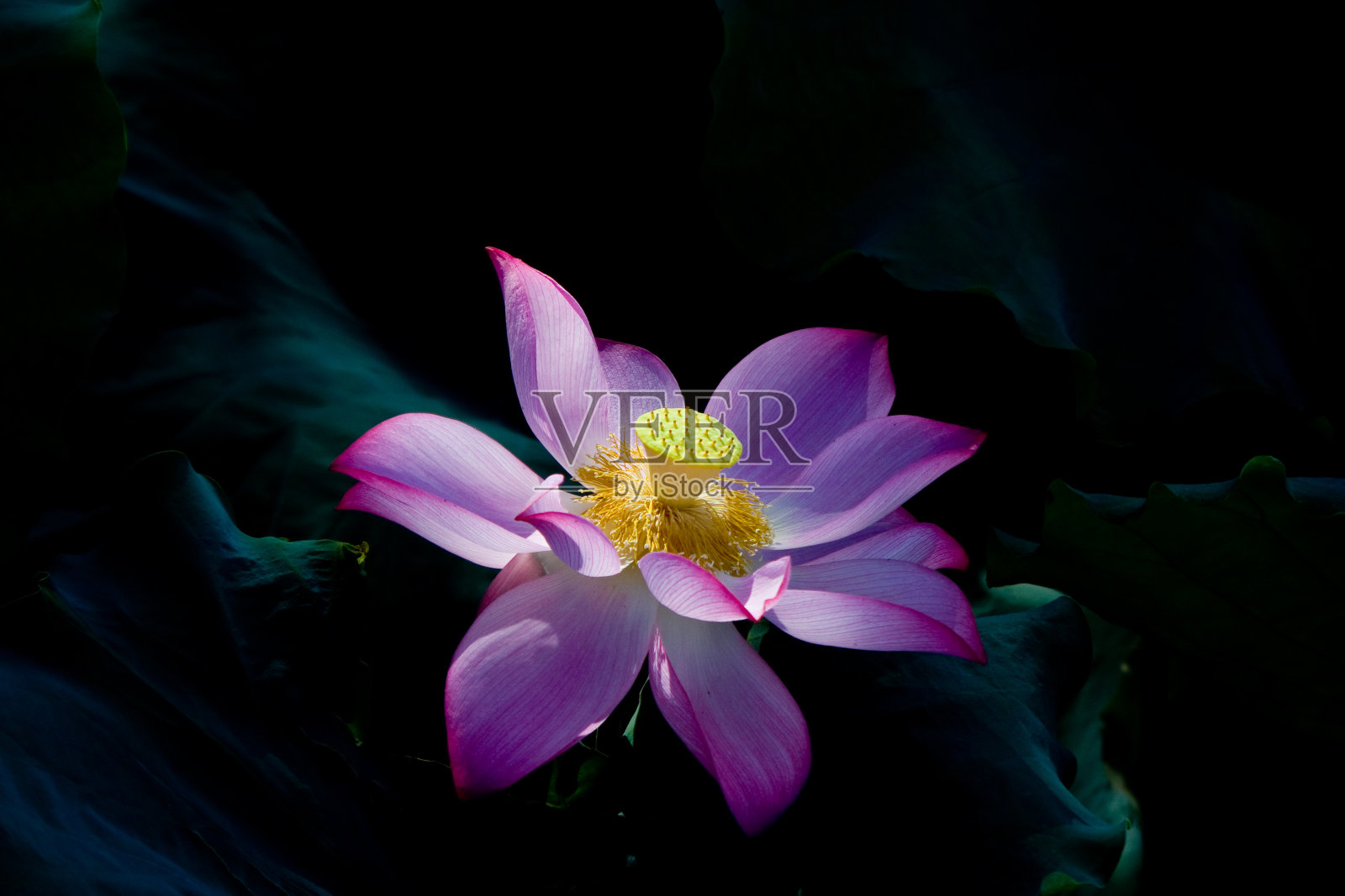 莲花照片摄影图片