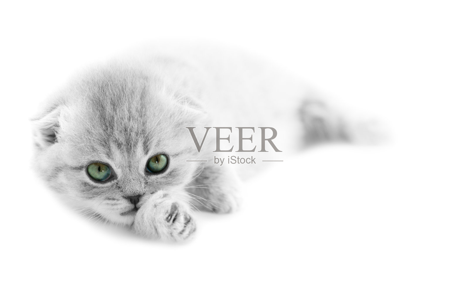 小猫照片摄影图片