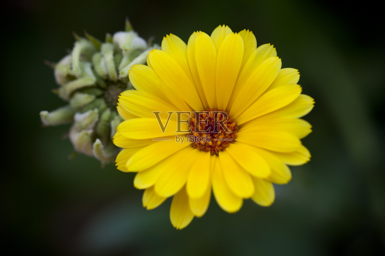 聚照片摄影图片