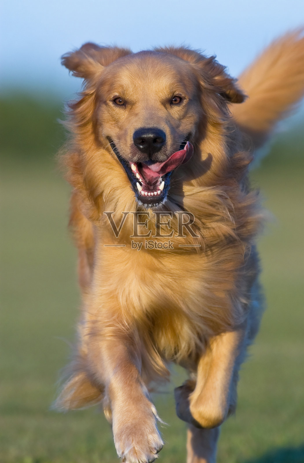 狗跑照片摄影图片