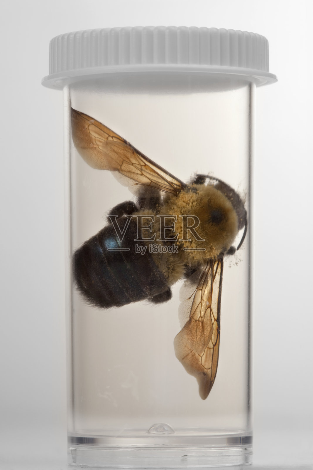 死去的蜜蜂照片摄影图片