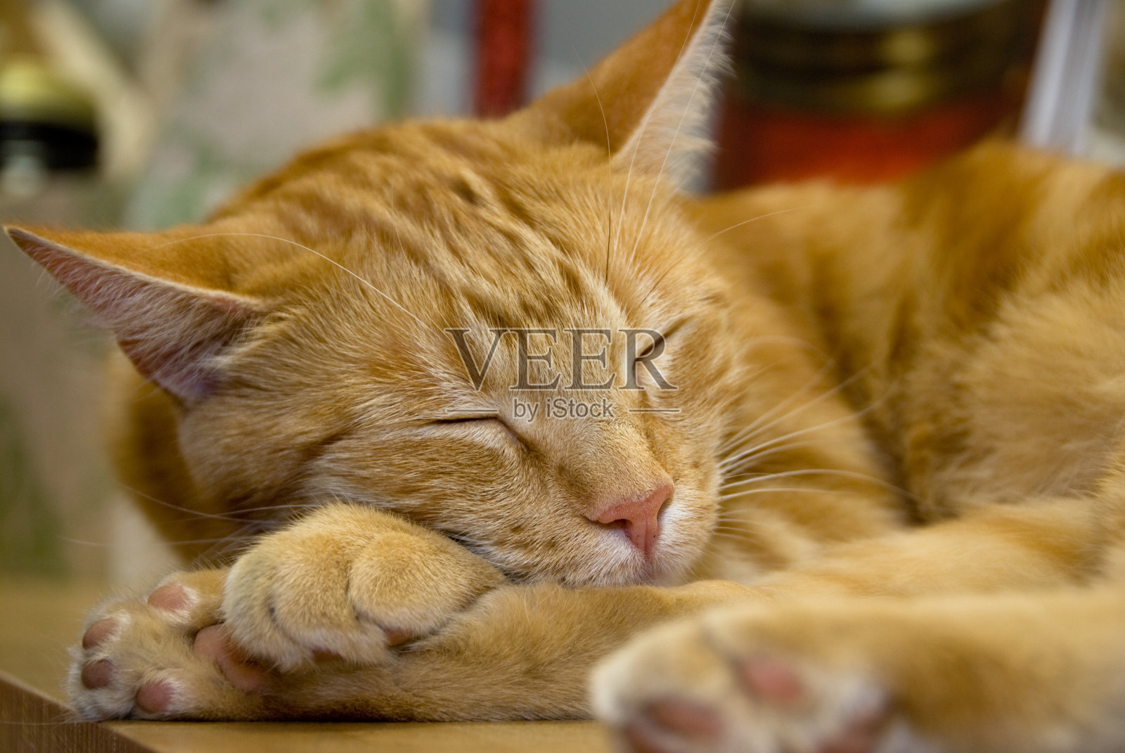 橙色的猫照片摄影图片