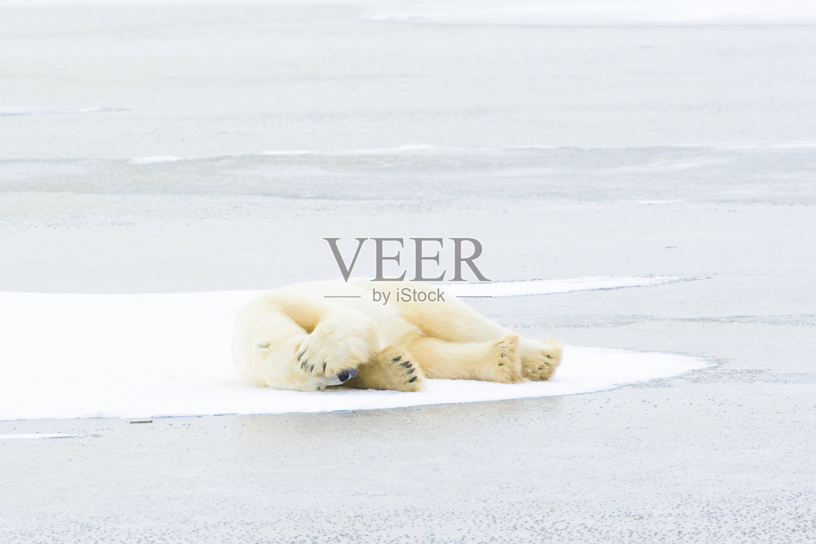 北极熊躺着。照片摄影图片