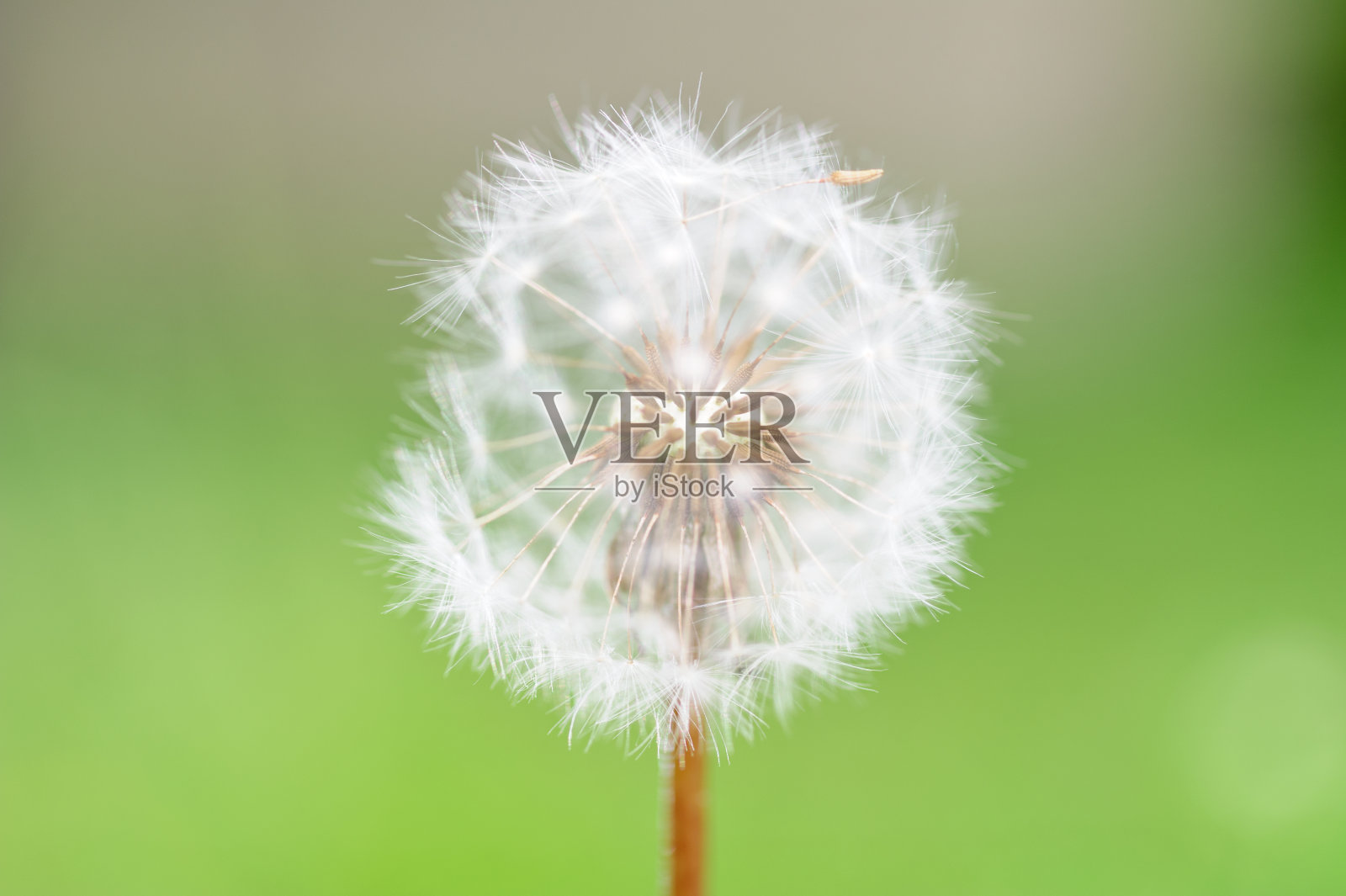 蒲公英细节非常柔和的焦点照片摄影图片