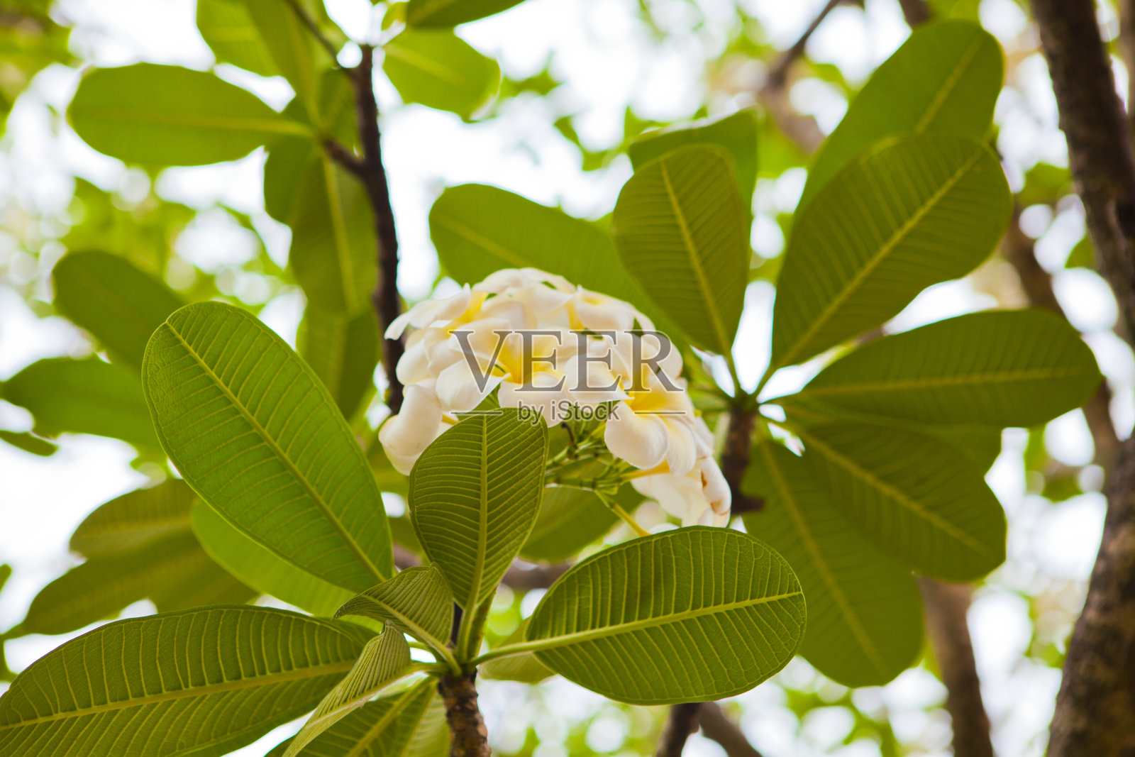 泰国树上的花照片摄影图片