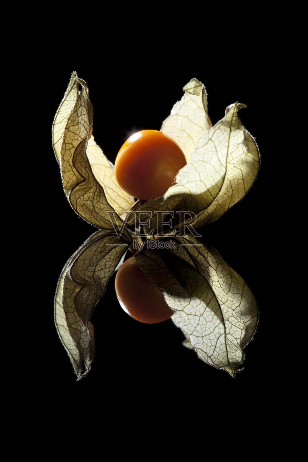 酸浆属在黑色照片摄影图片