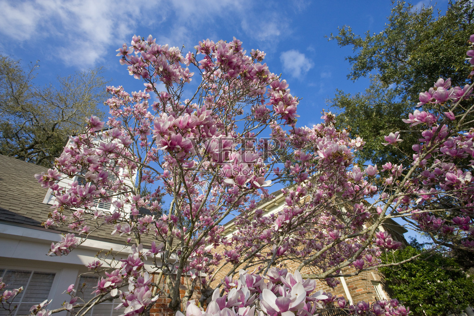 春天在德克萨斯州。照片摄影图片