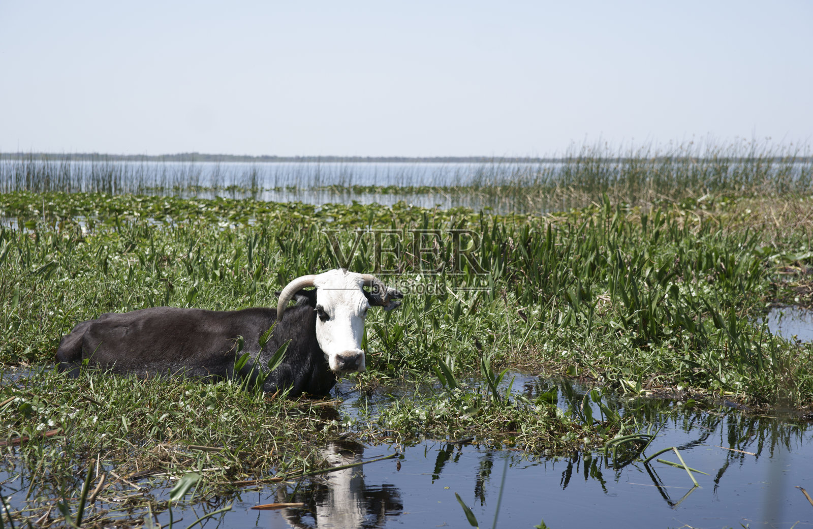 在湖上吃草的牛照片摄影图片