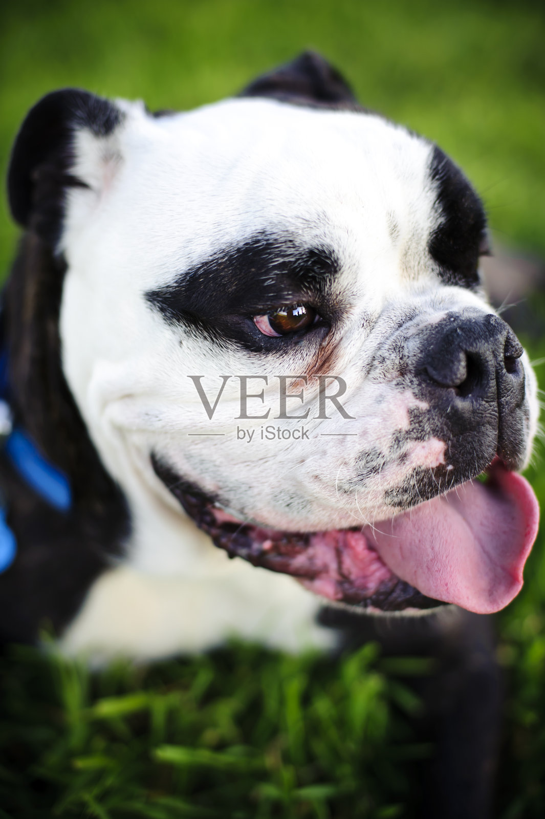 澳大利亚斗牛犬看向相机照片摄影图片